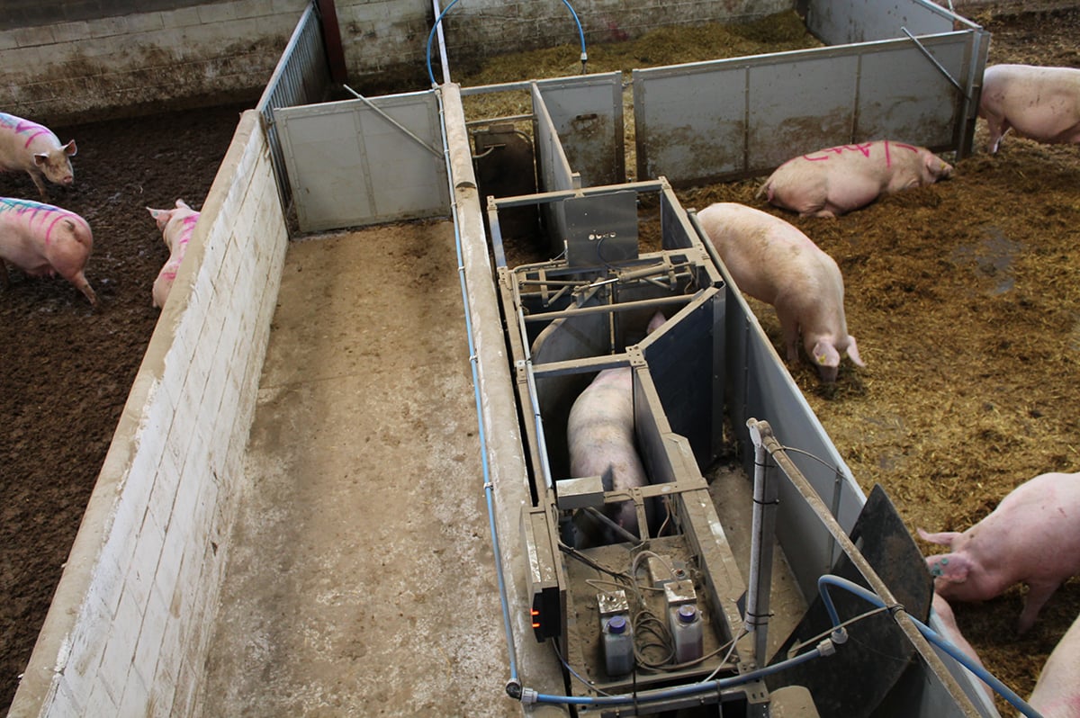Sows and gilts 4